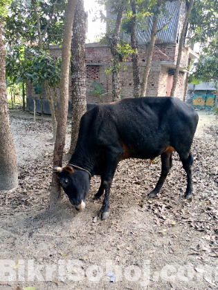 গরু বিক্রি করা হবে